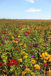 苹果在游戏领域年收入超越主机厂商御三家总和